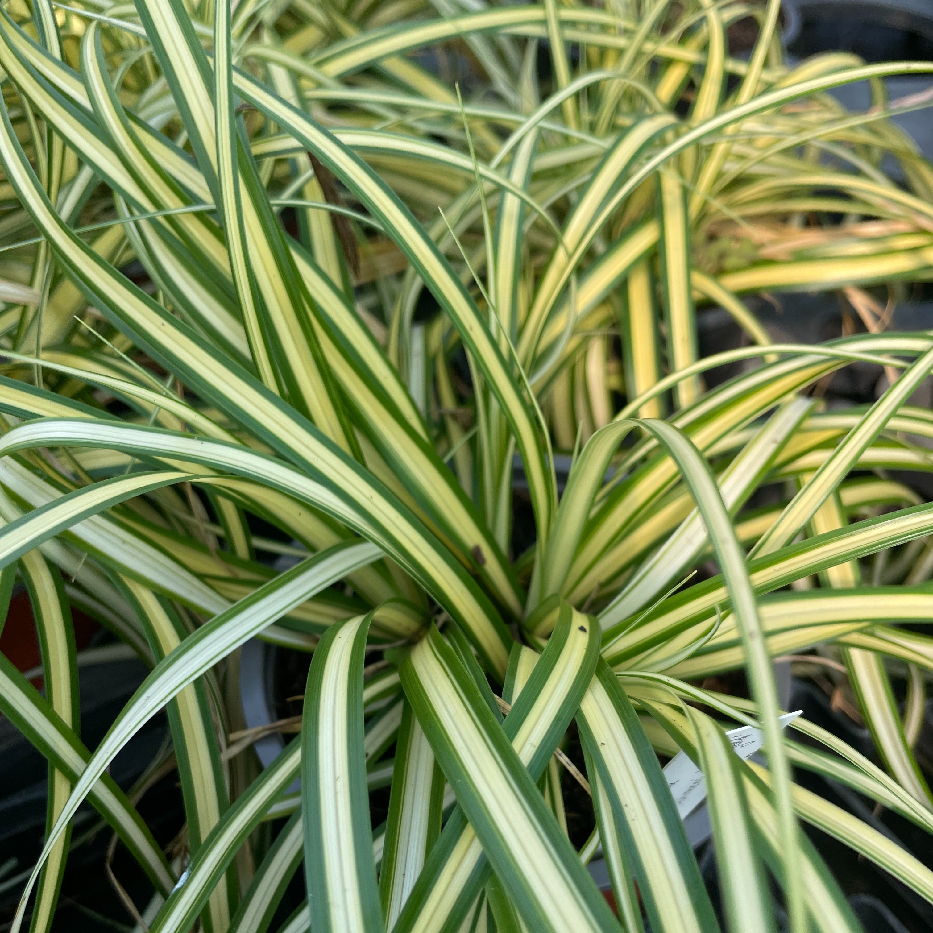 Carex oshimensis 'Evergold'
