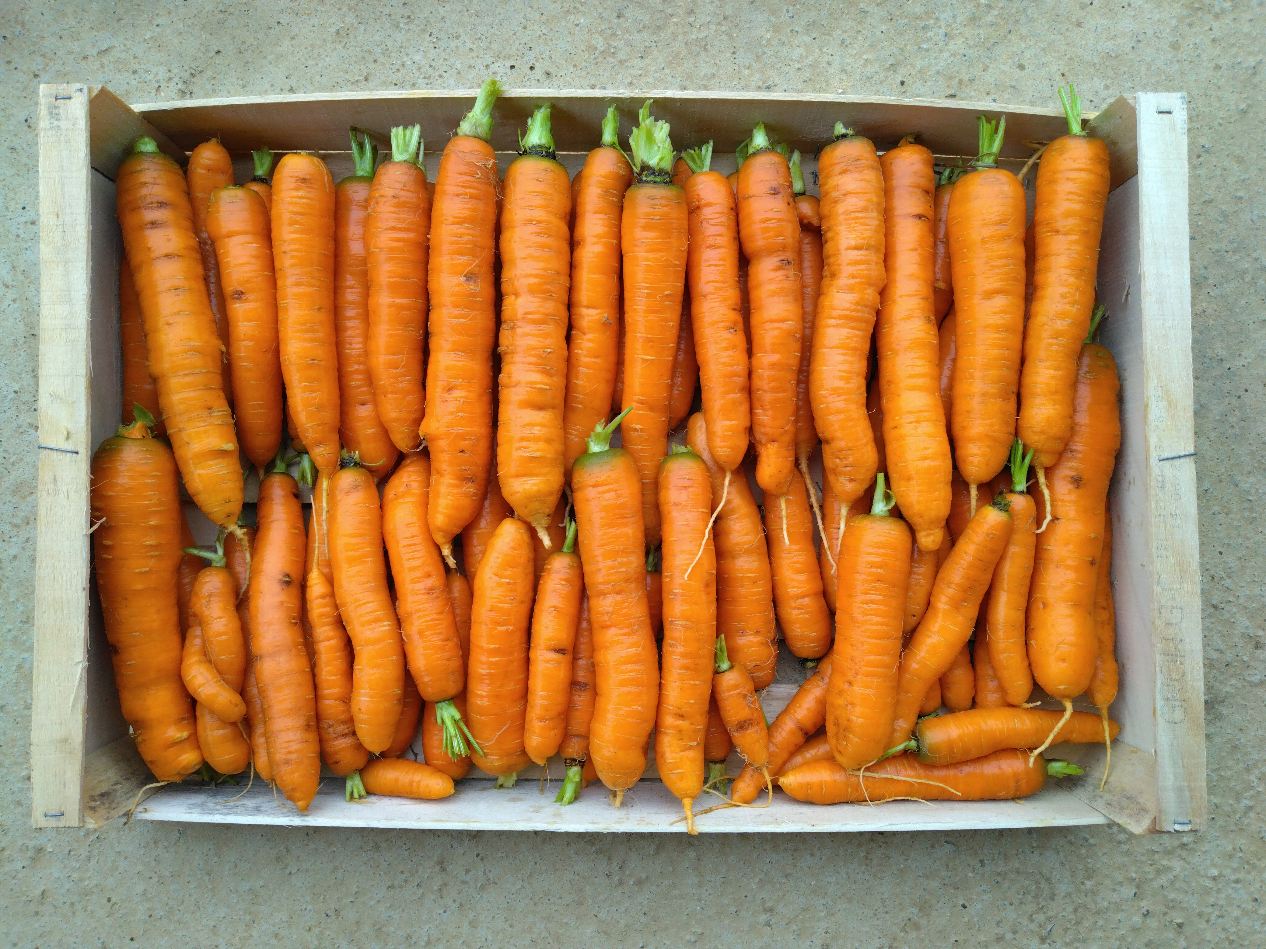 Carottes