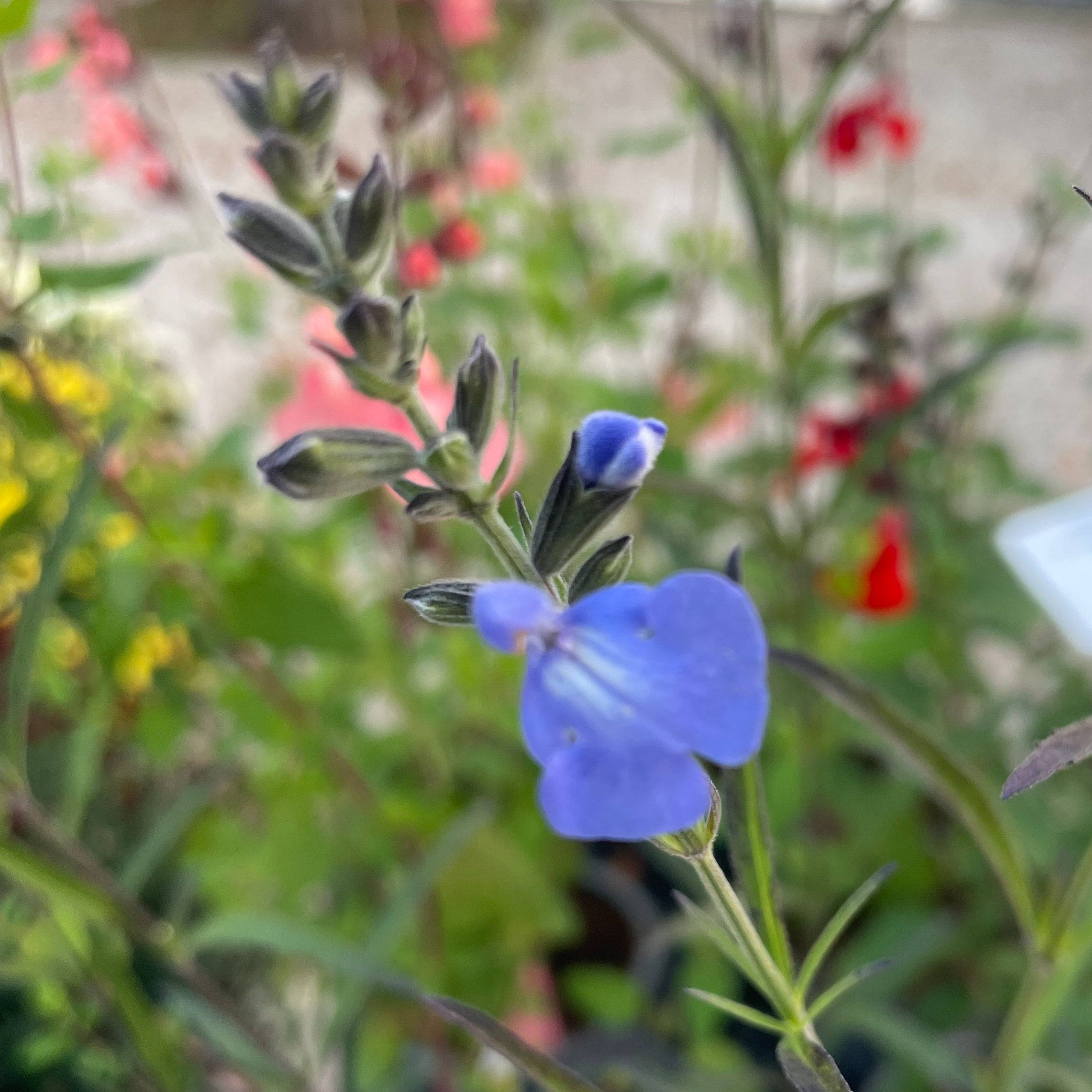 Salvia azurea