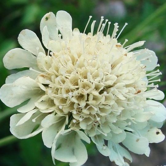 Scabieuse du Caucase (Scabiosa caucasica Alba) - 1l