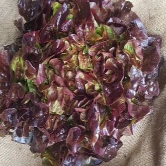 Salade feuille de chêne rouge