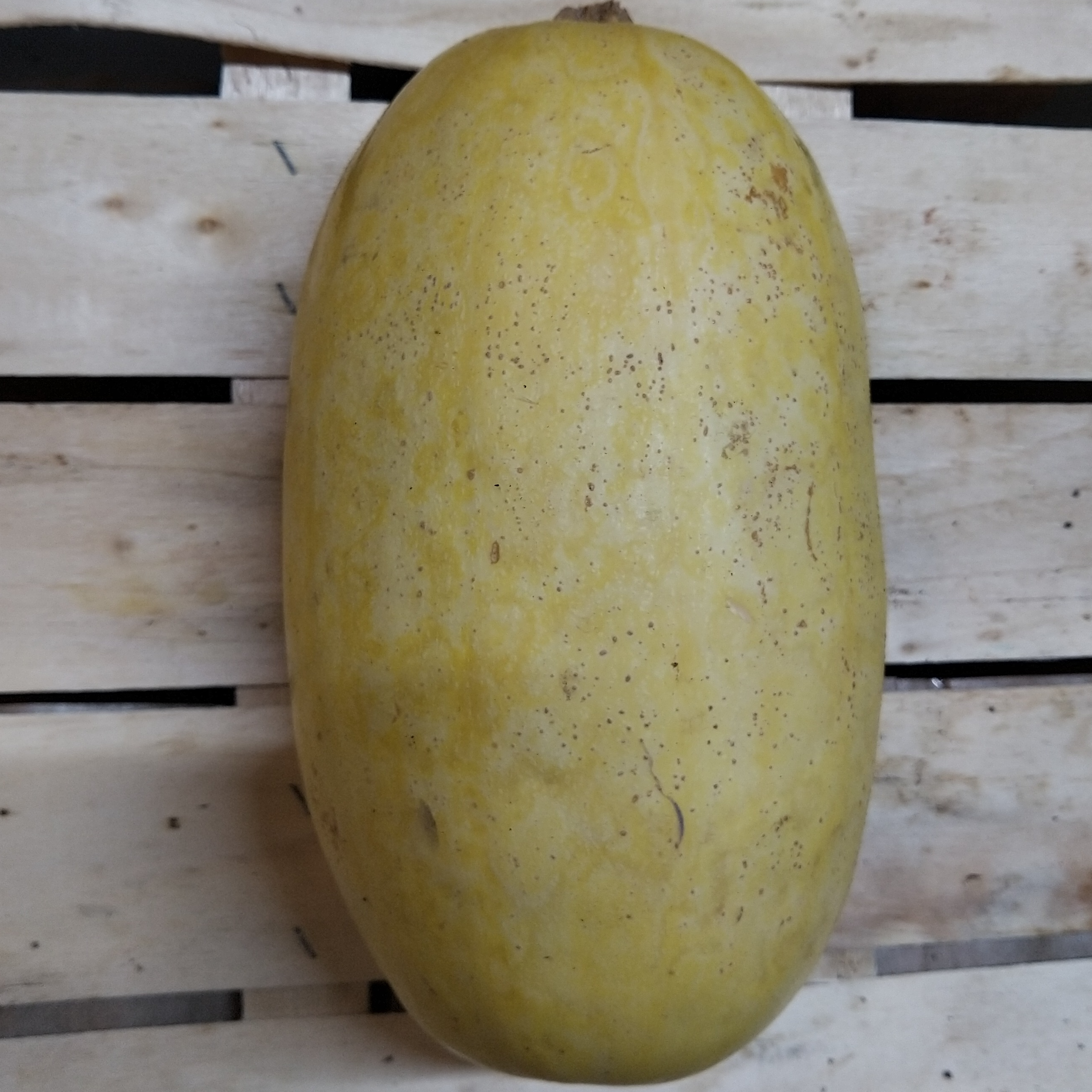 Courge Spaghetti - 1kg