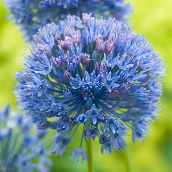 Ail ornemental bleu - 10g