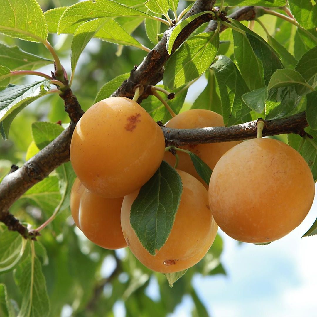 Prunier (Prunus x domestica) 'Sainte Catherine' (Sur myrobolan)