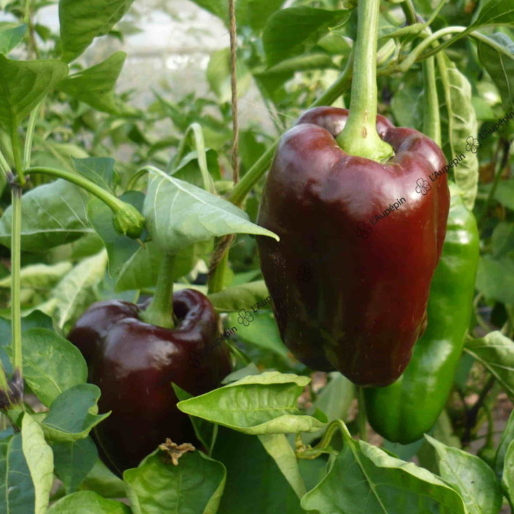Plant de Poivron "Chocolat"