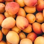 Abricotier - Prunus armeniaca "Royal"