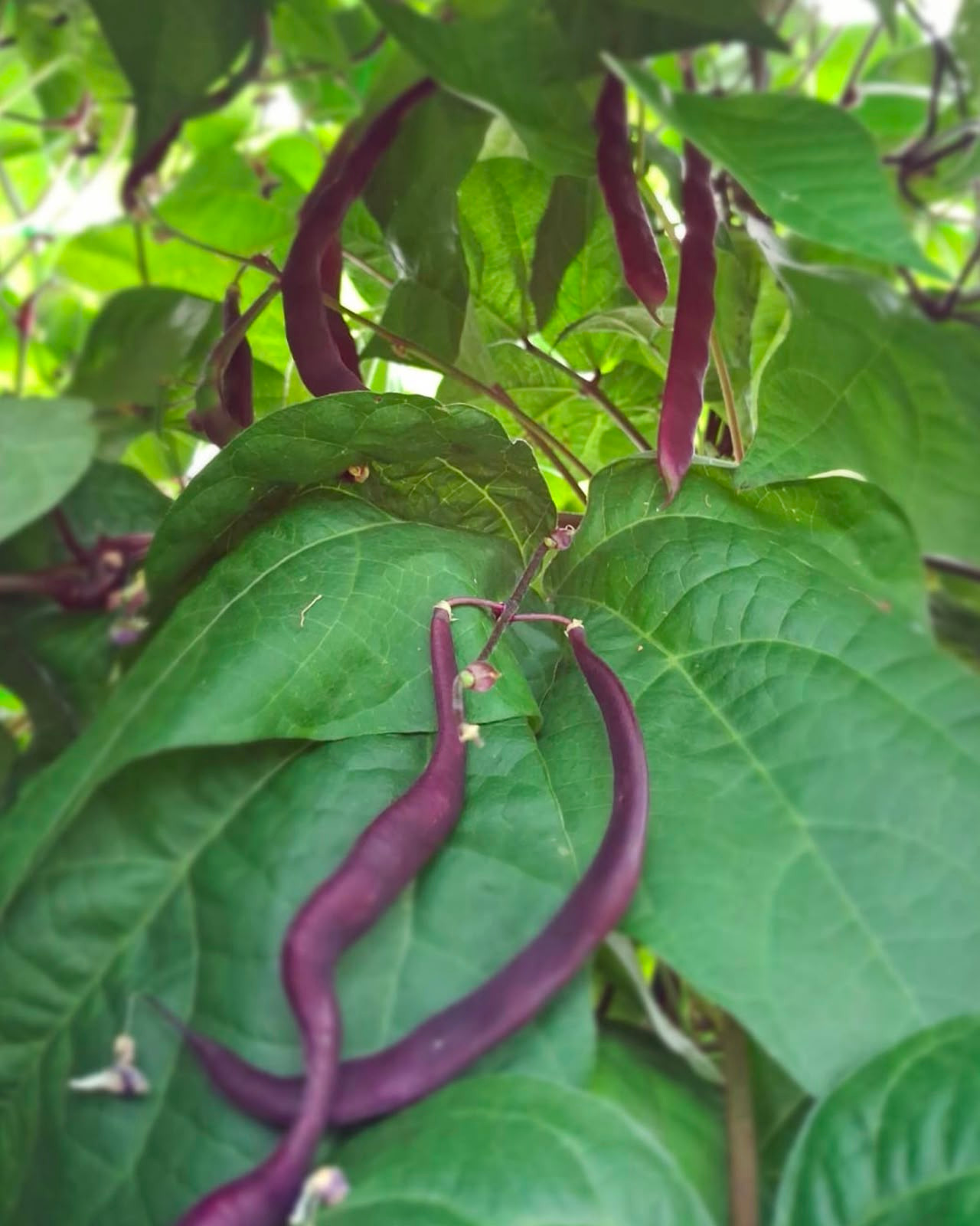 Haricots plats violets