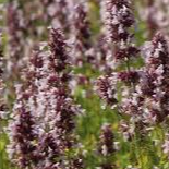 Nepeta grandiflora Dawn to Dusk