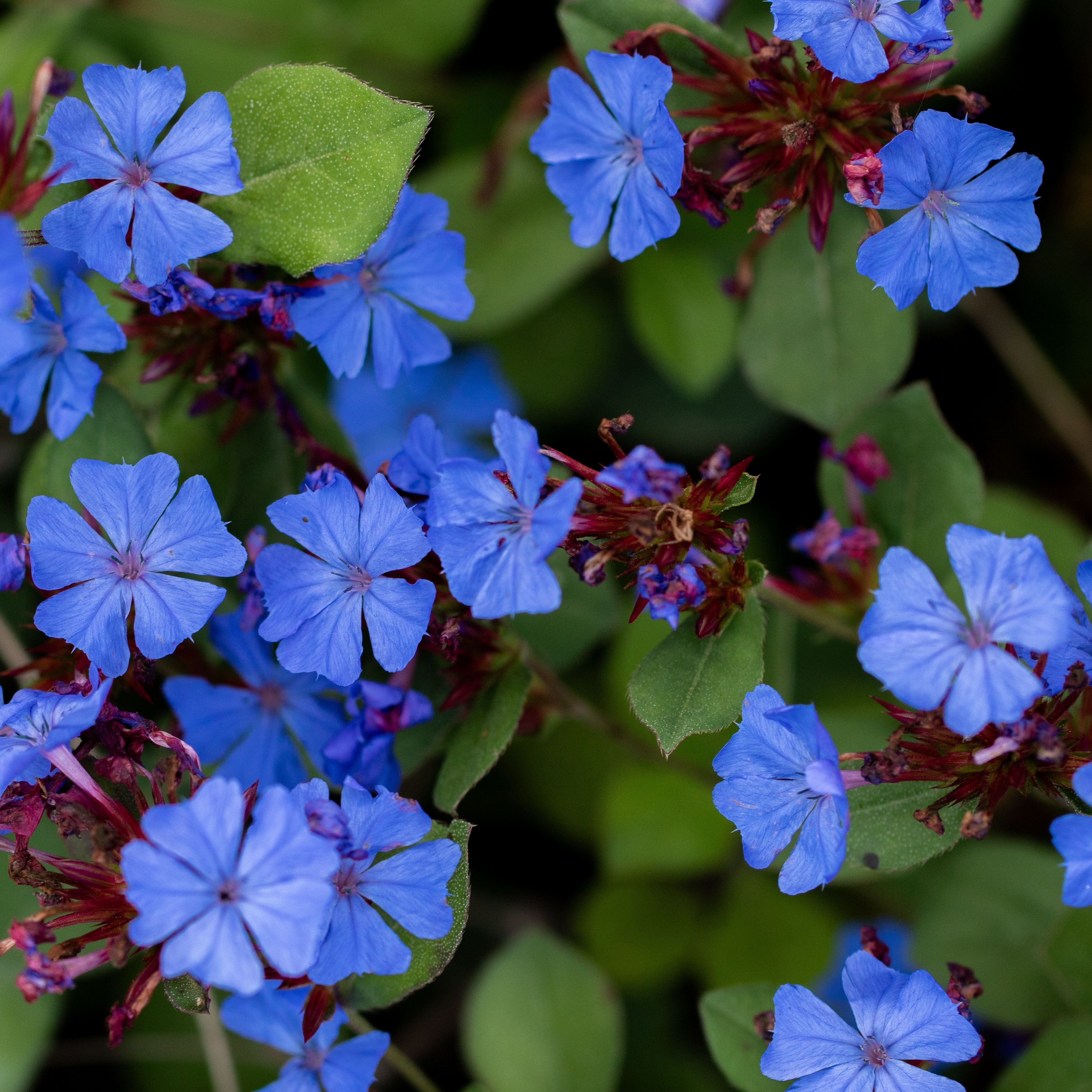 Ceratostigma plumbaginoides