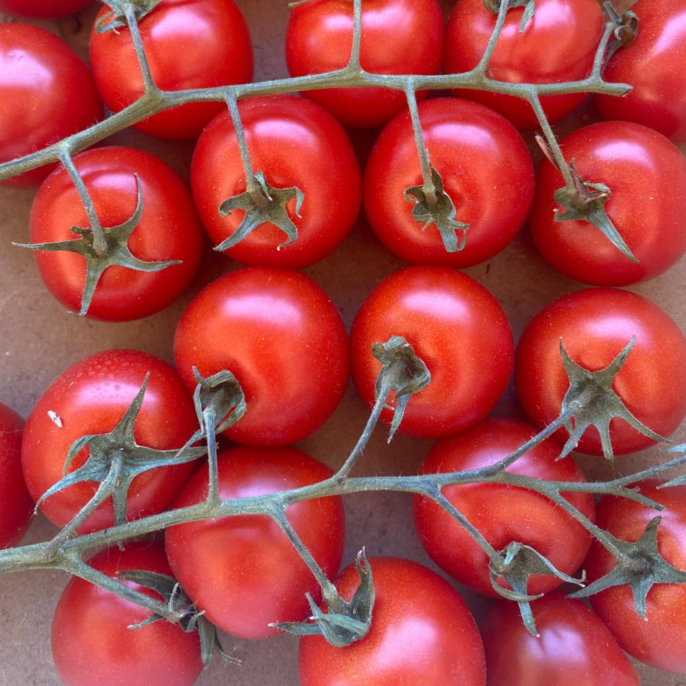 tomate cerise Sillery