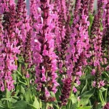 Sauge des bois rose - Salvia nemorosa