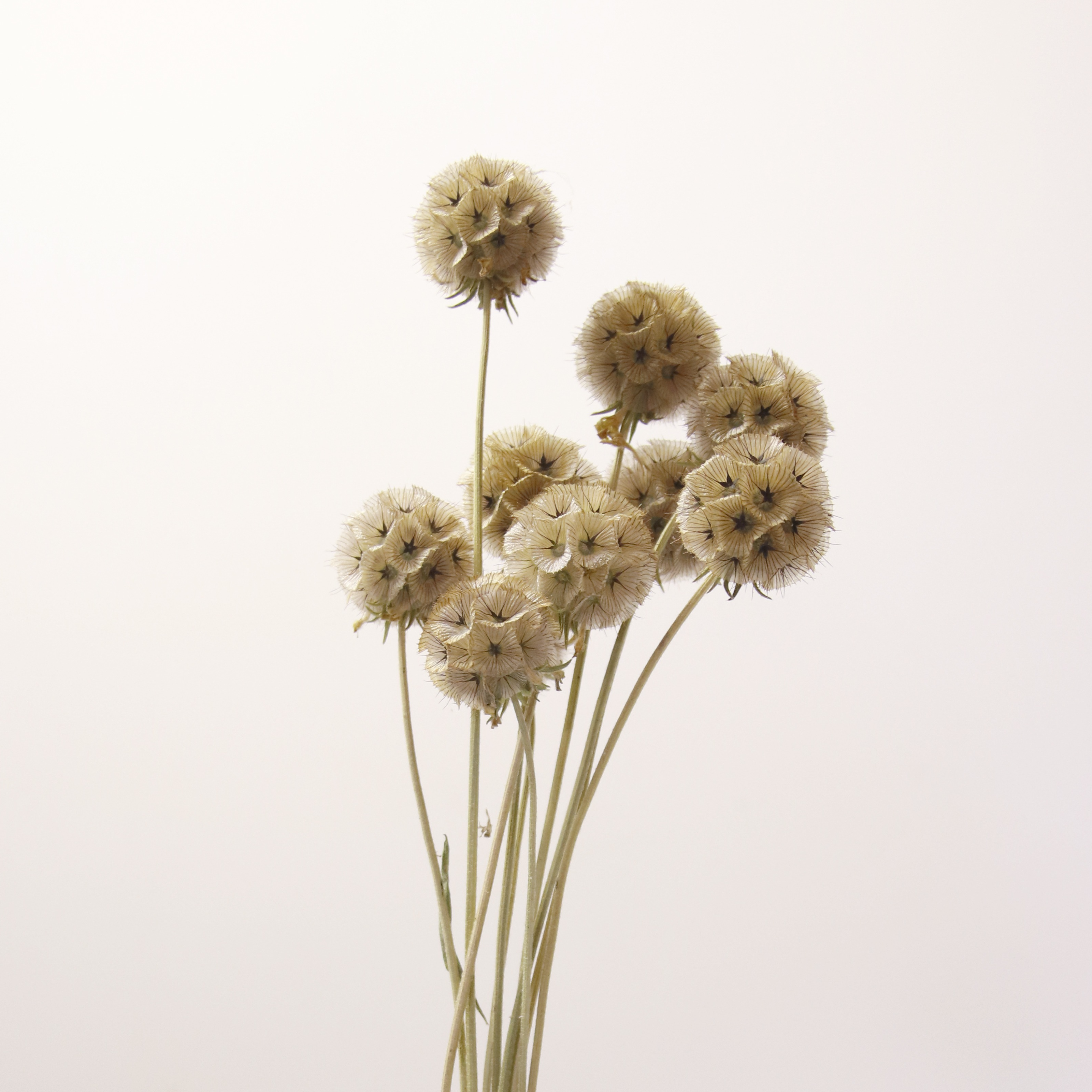 Scabieuse étoilée séchée