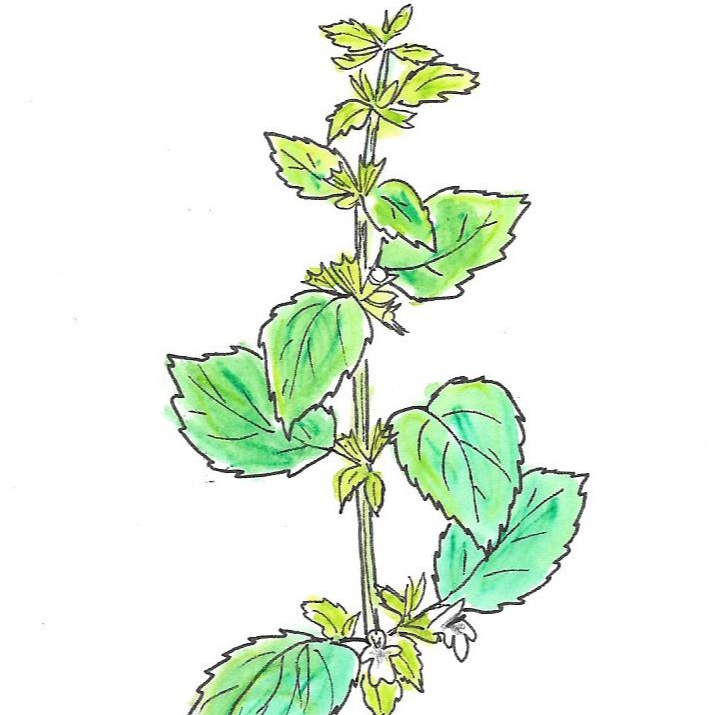 Mélisse officinale - 30ml