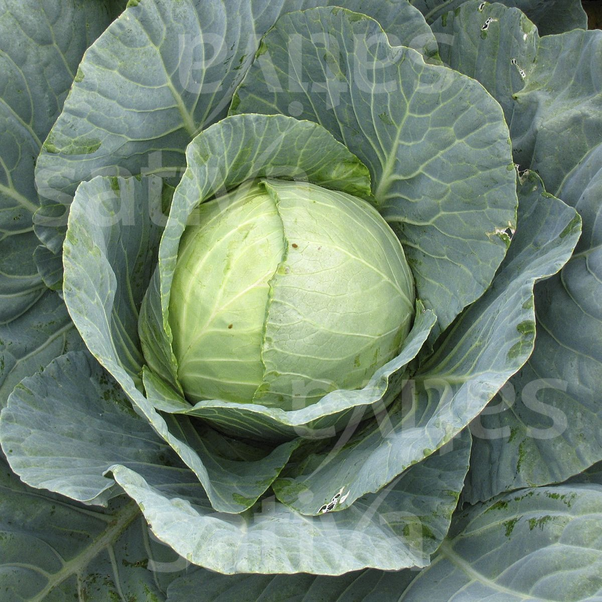 Chou à choucroute - PROMO à partir de 5kg