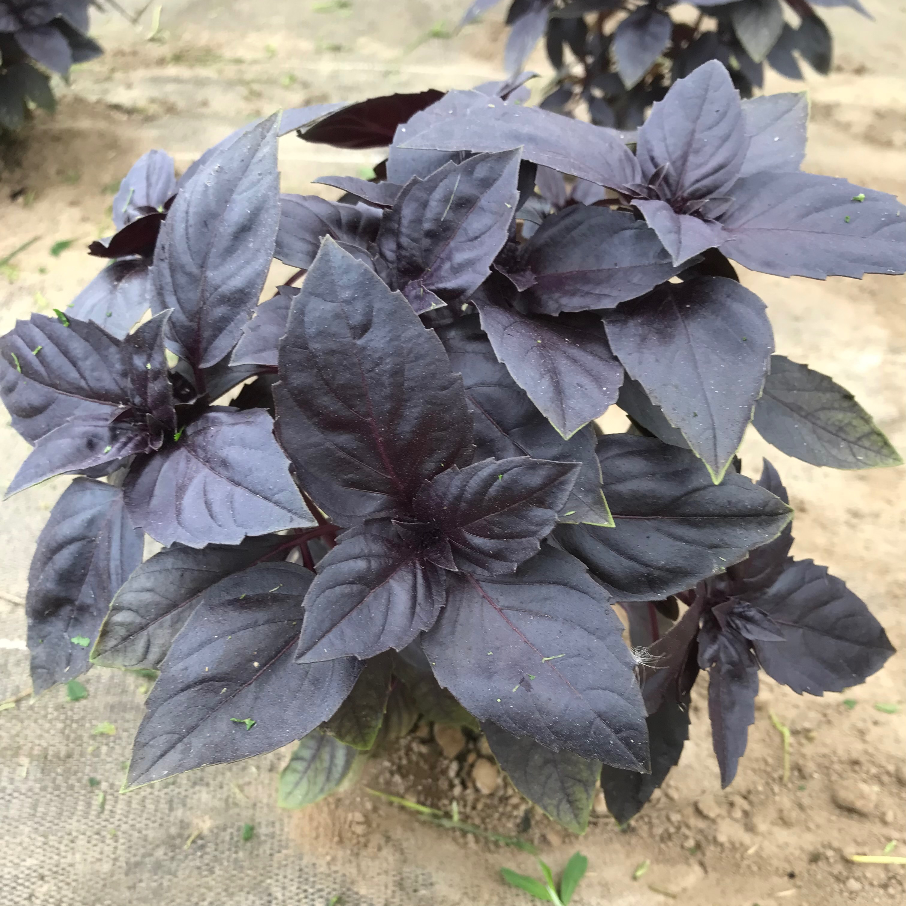Basilic pourpre (bouquet 6/8 brins)