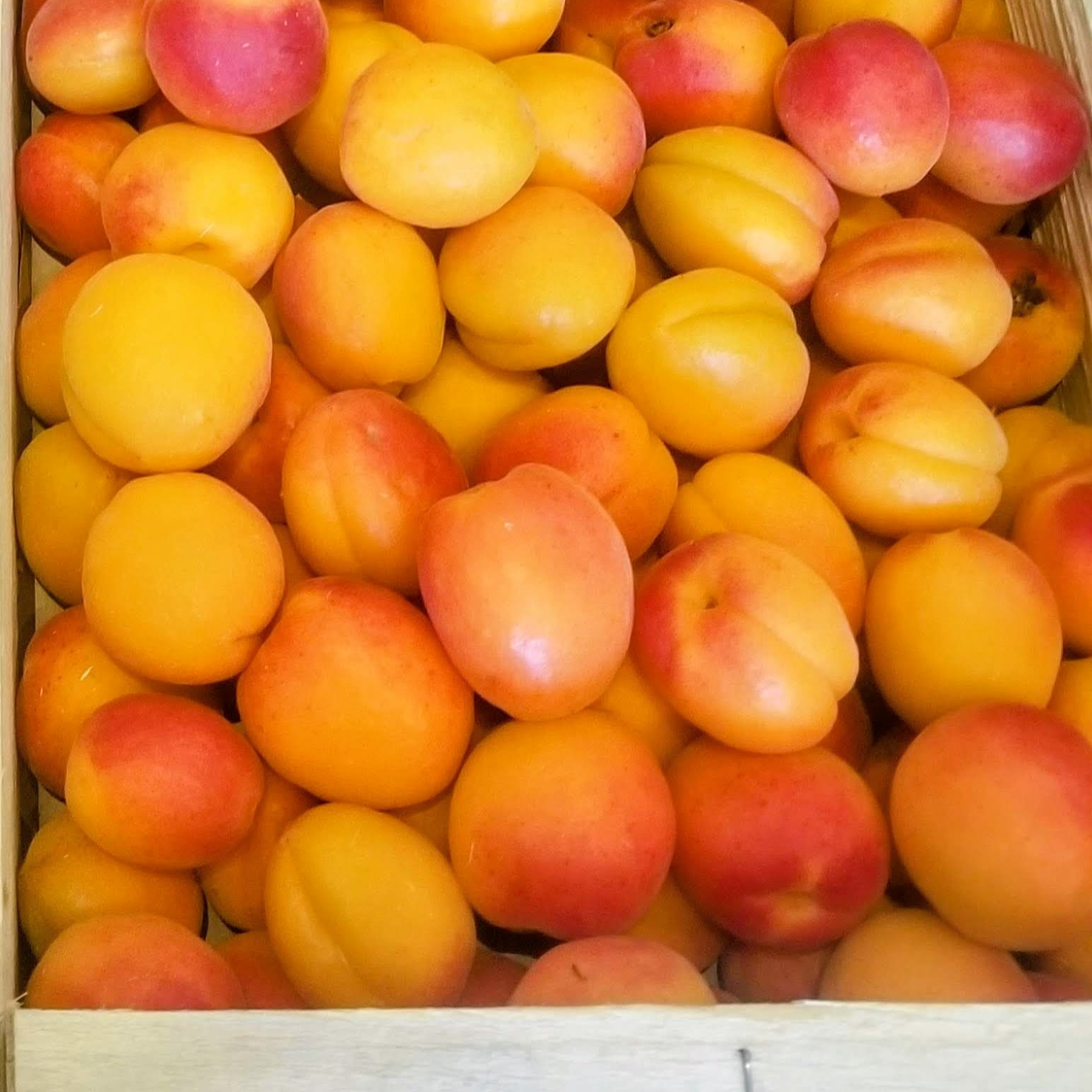 Abricots - 500g