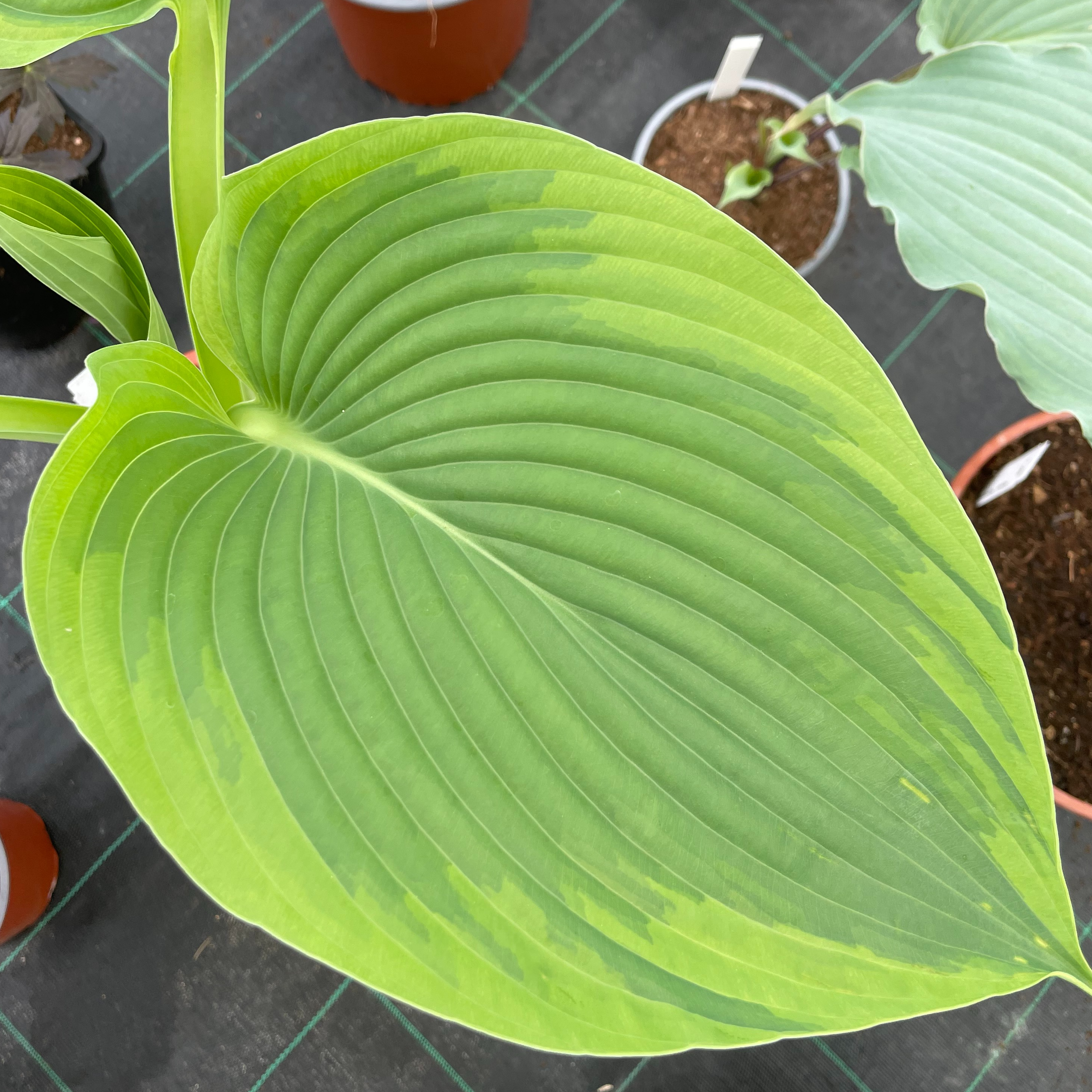 Hosta 'Wu-La-La'