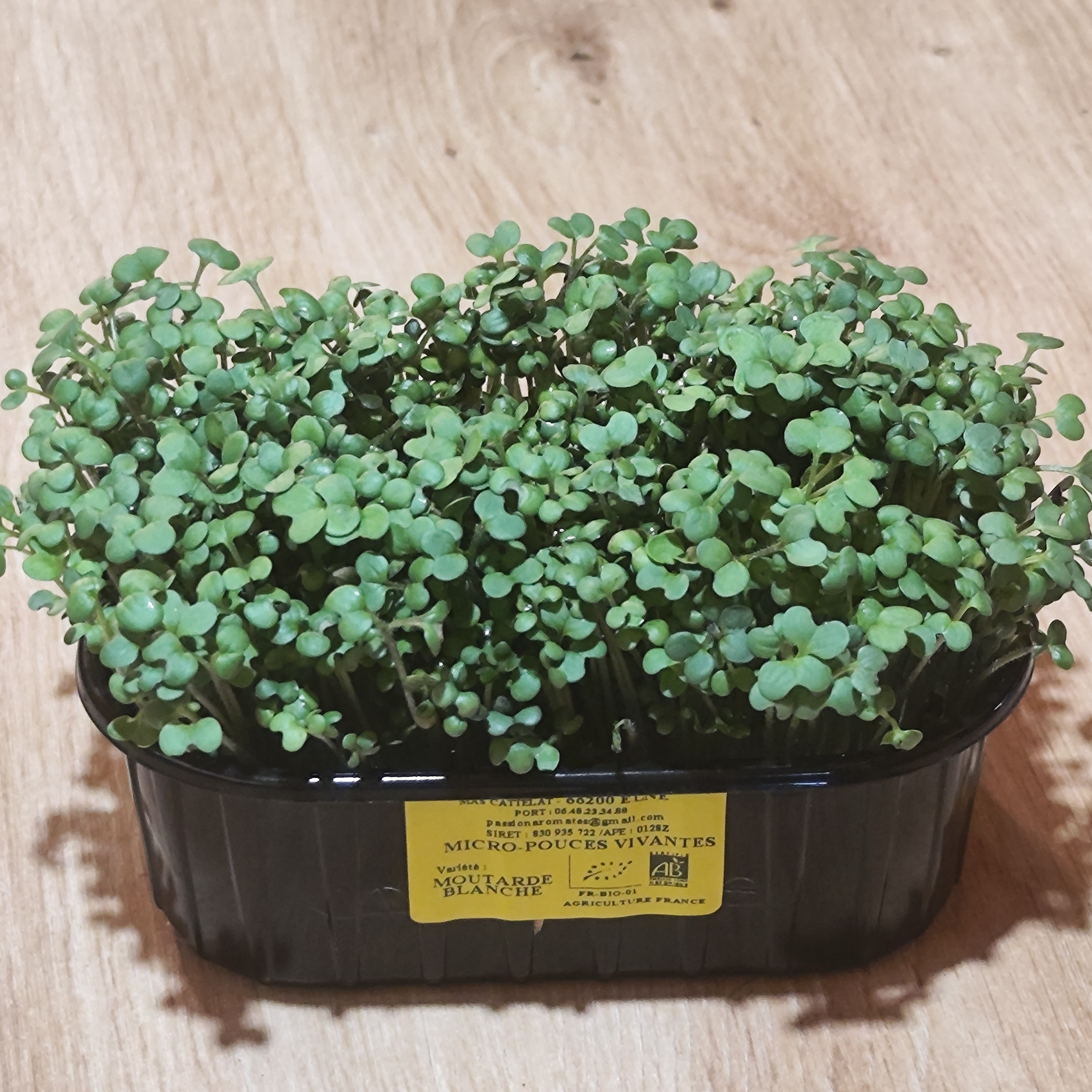 Micro-pousses Moutarde Blanche