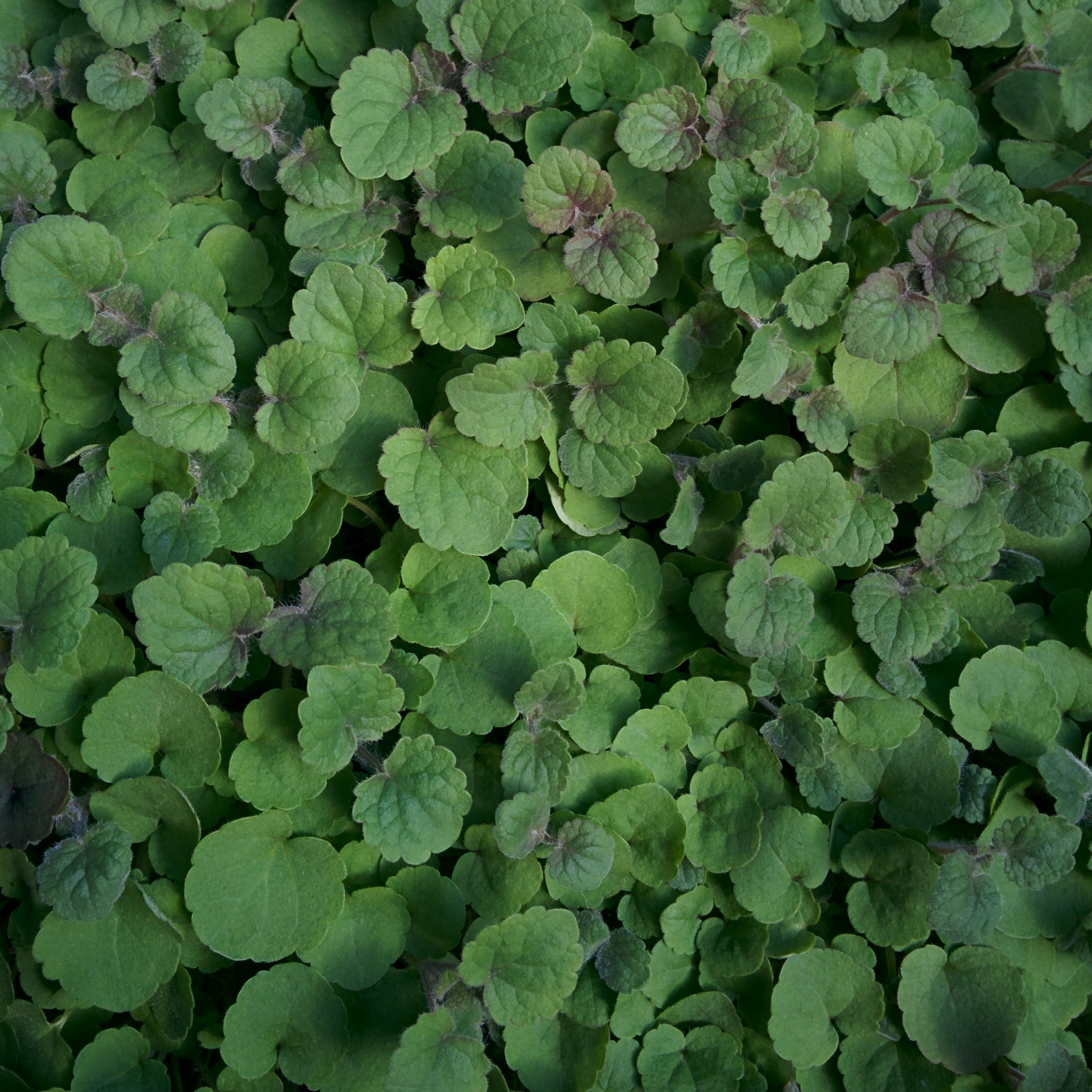 Agastache Micro- pousses
