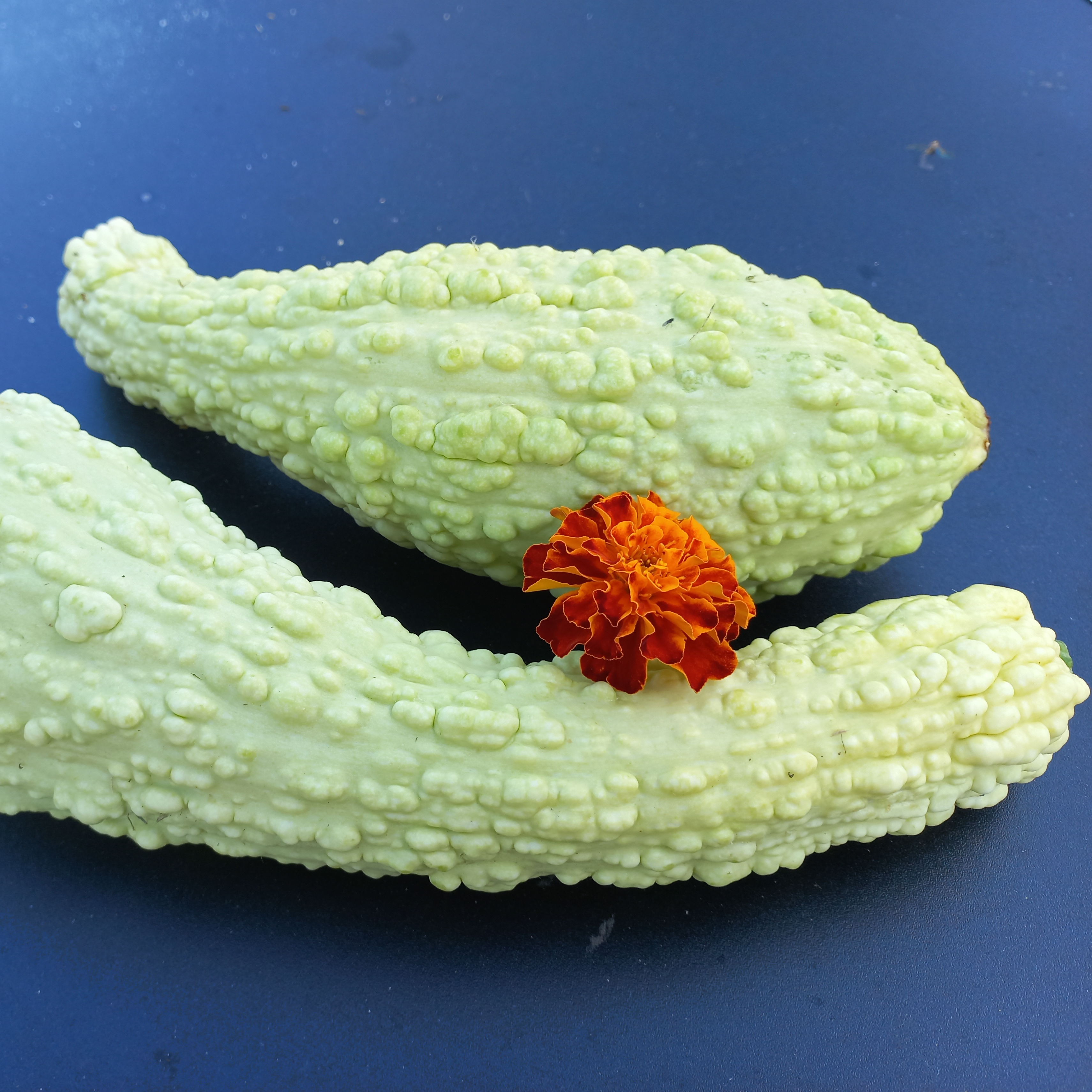 Courgette Rugosa Friuliania jaune - godet 8 cm