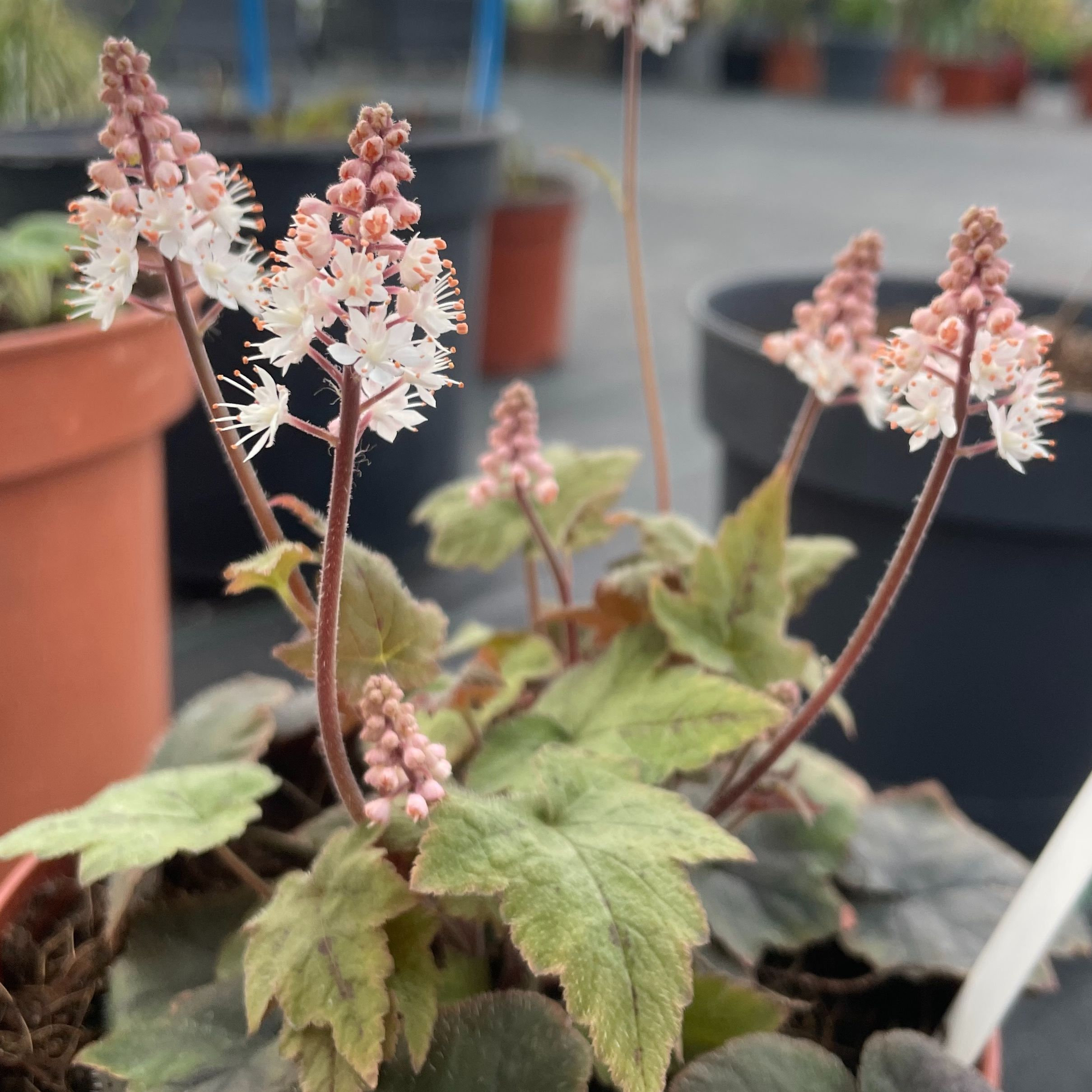 Tiarella cordifolia