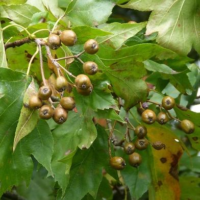Alisier des Bois (Sorbus torminalis)