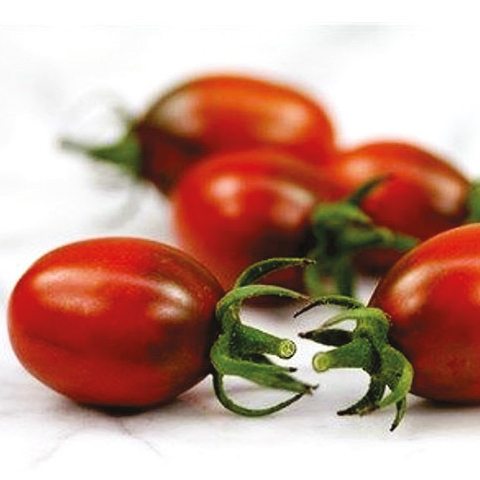 Plant Tomate Prune Noire - 300g