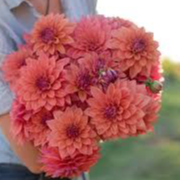 Tubercule - Dahlia American Dawn