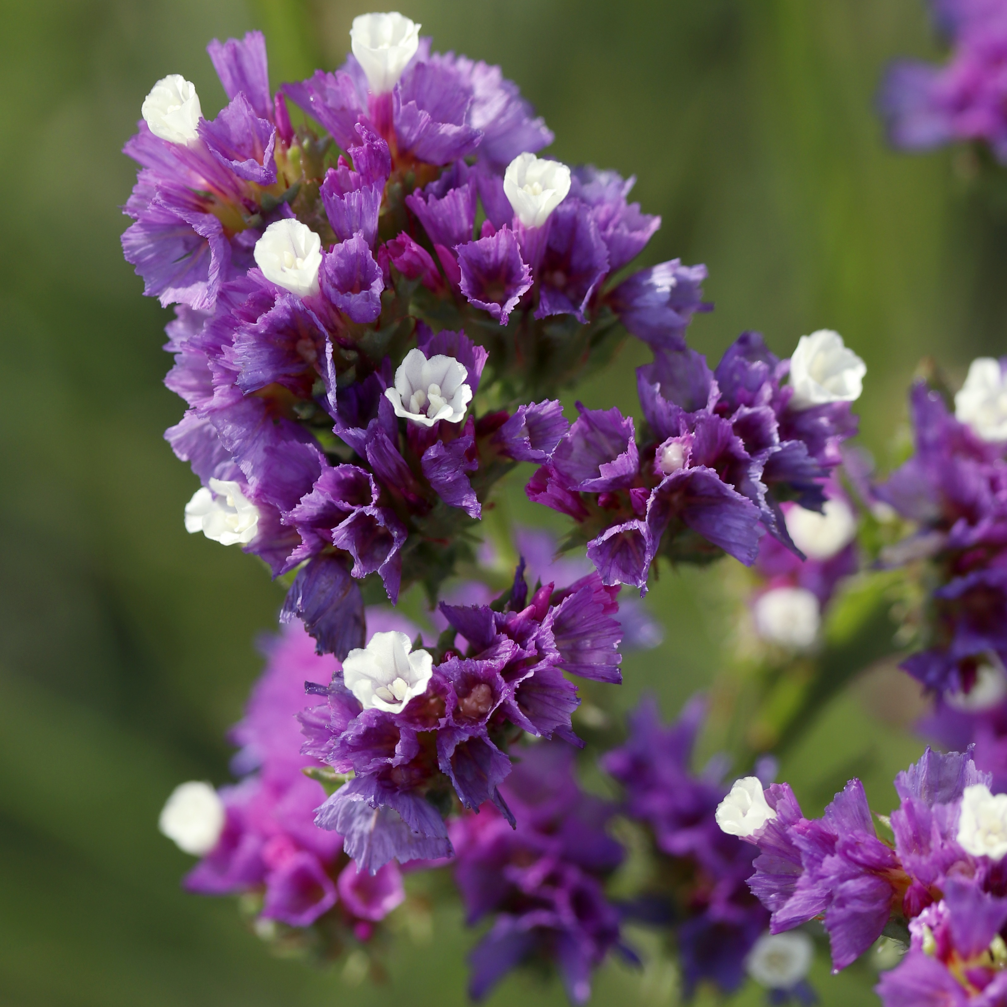 Statice violet séché