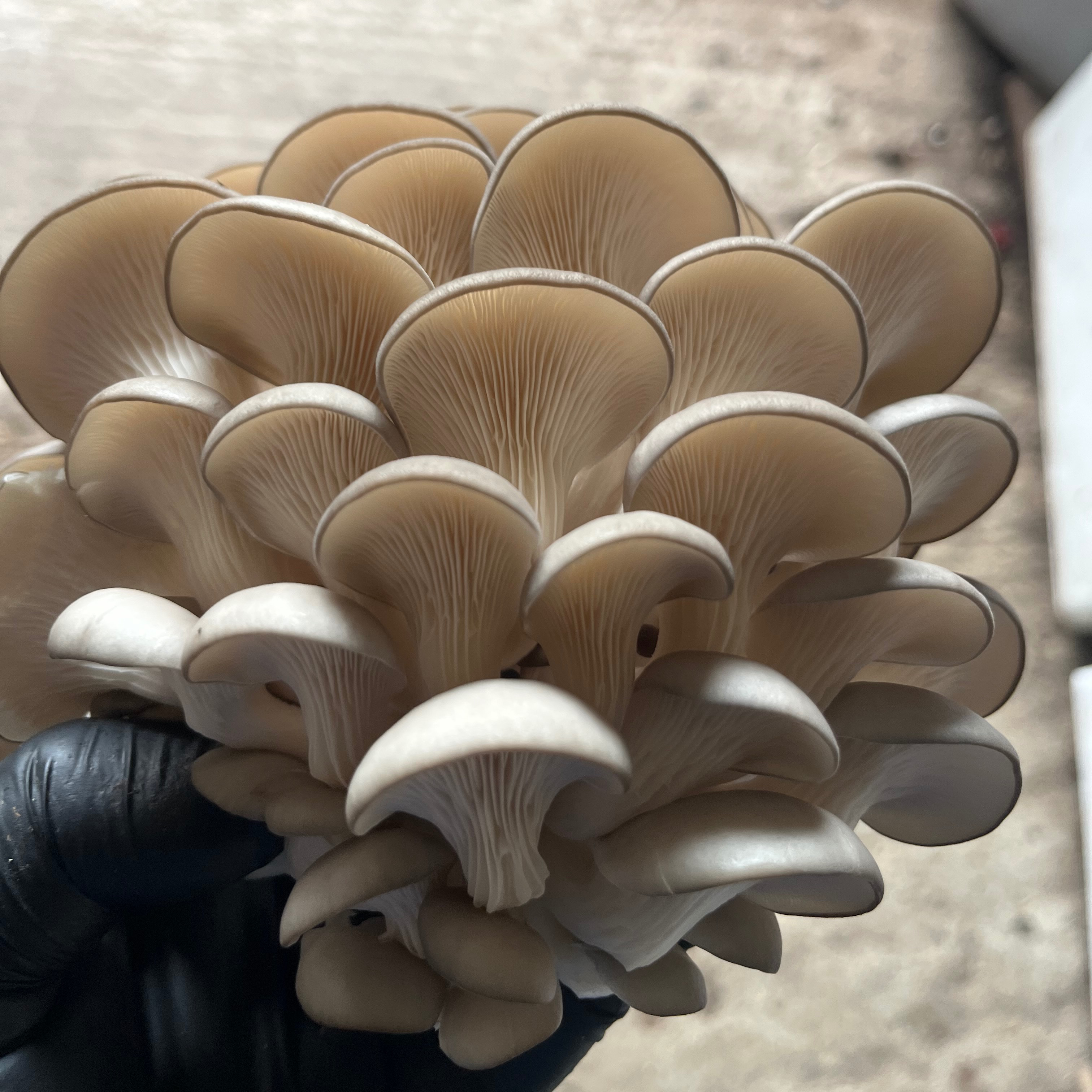 Pleurotes gris Bio frais - 1kg