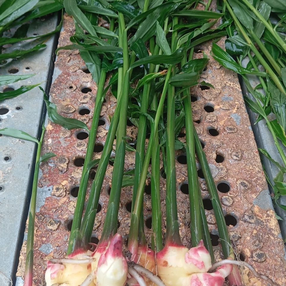 Gingembre frais