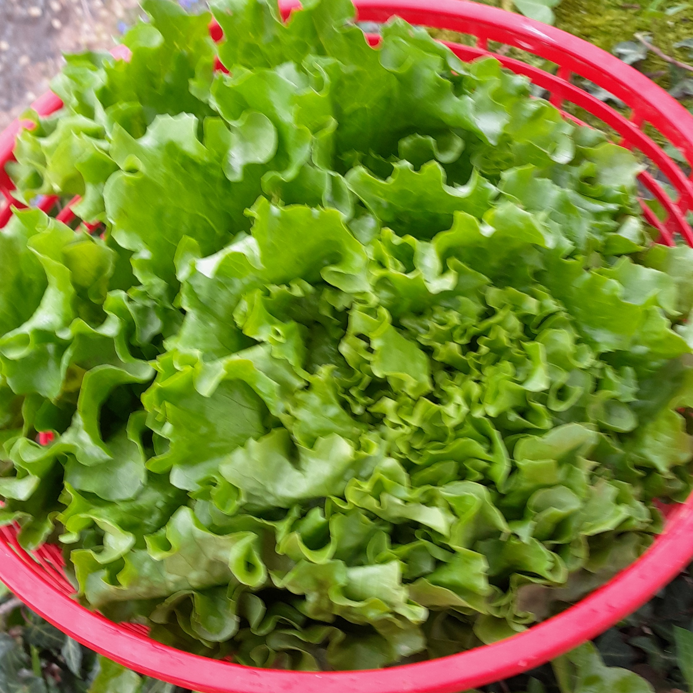 Salade - 0,3kg