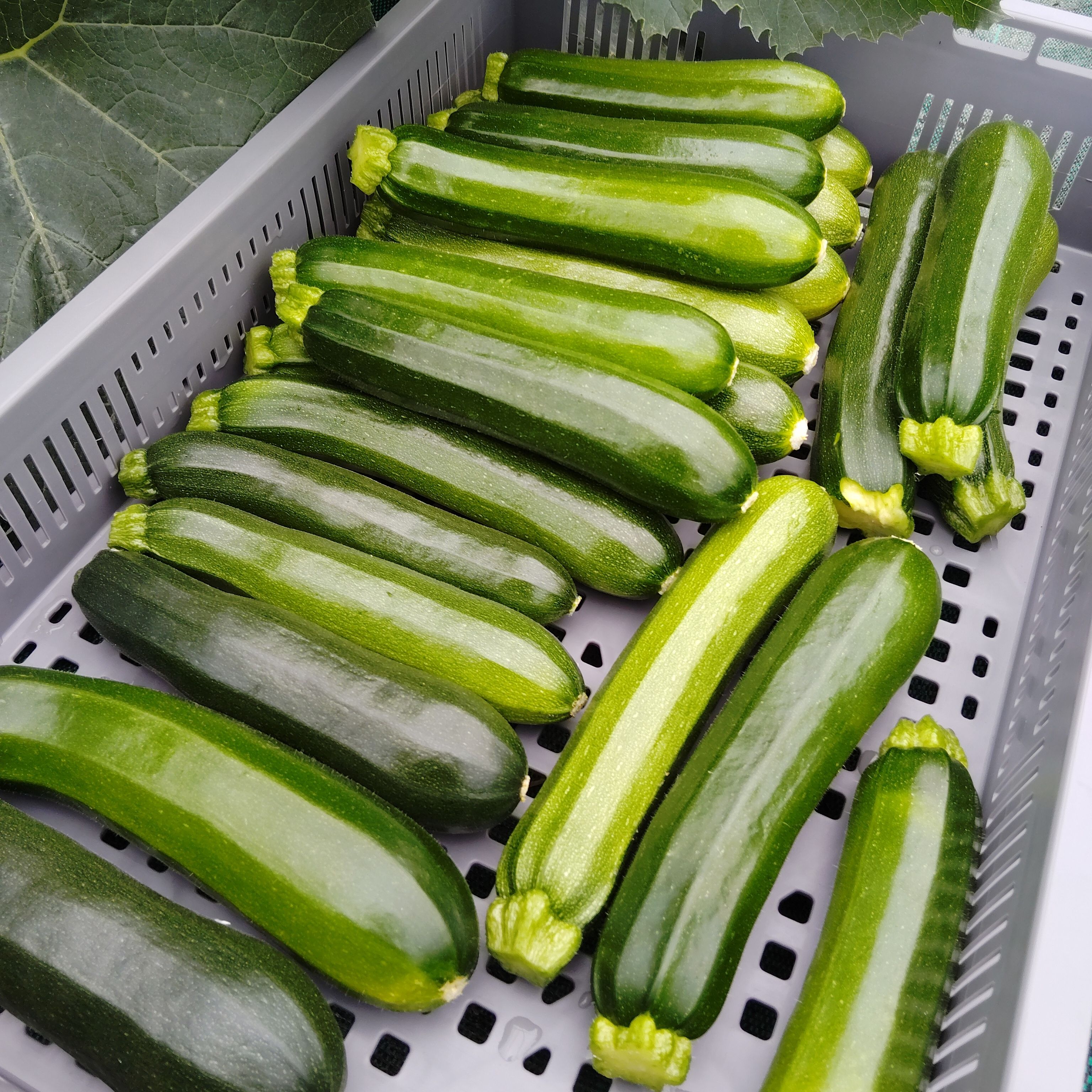 Courgette pleine saison