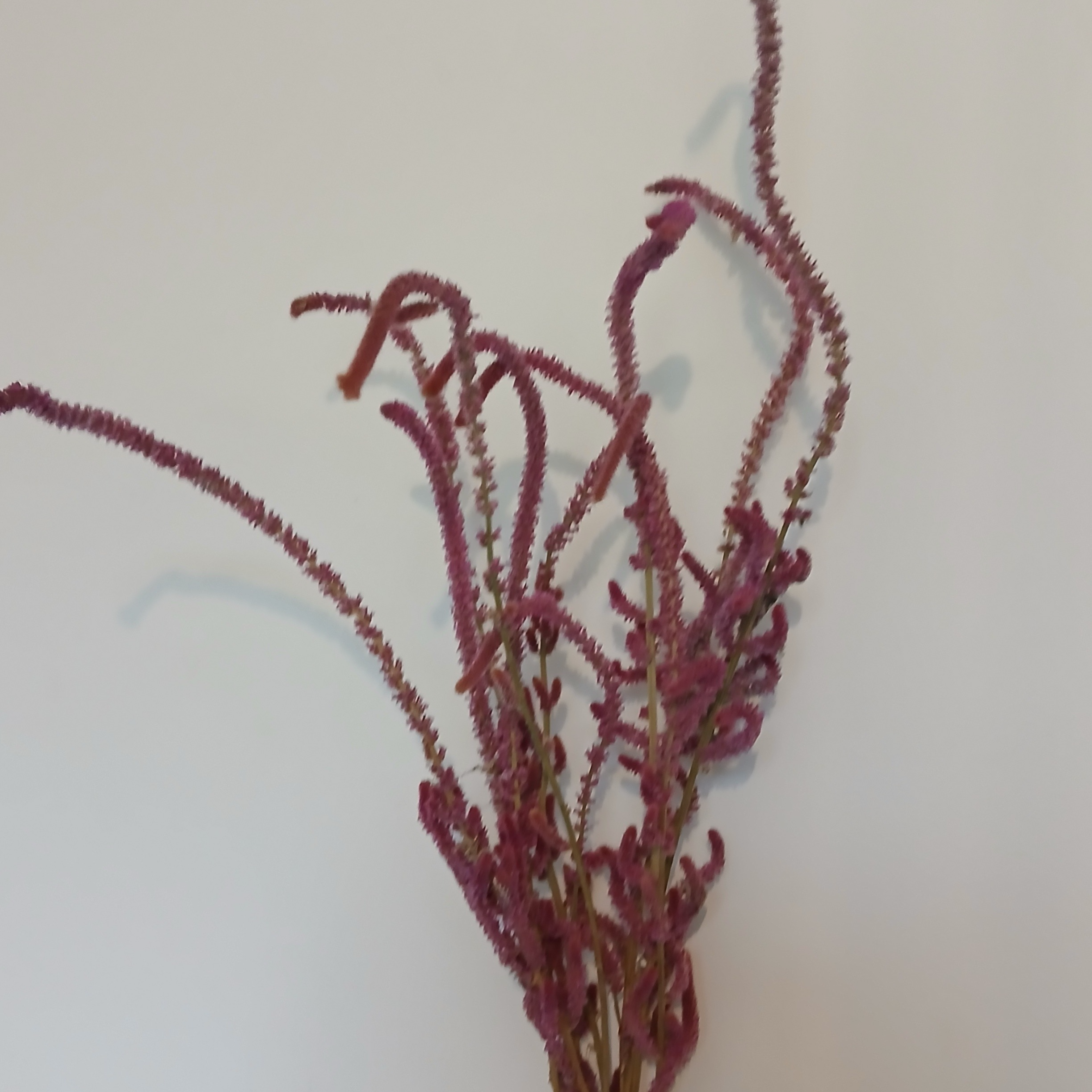 Psylliostachys (fleurs séchées)