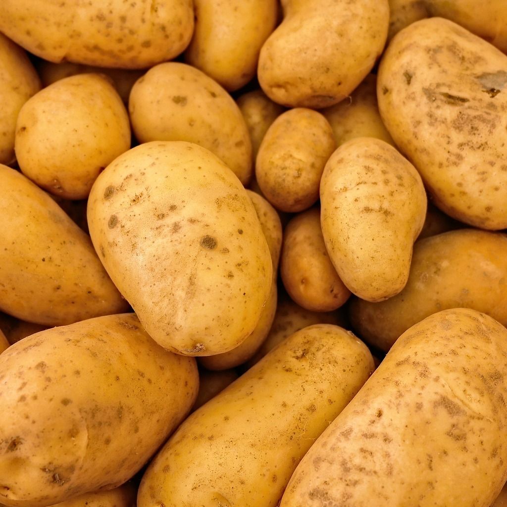 pommes de terre nouvelles ( gros calibre)