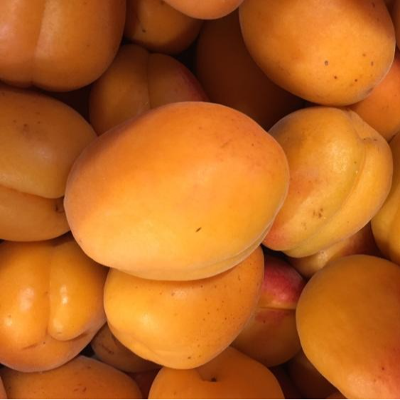 Abricots (origine: France)