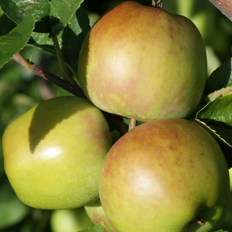 Pommier 'Newtown Pippin' / Bittenfelder Racines nues