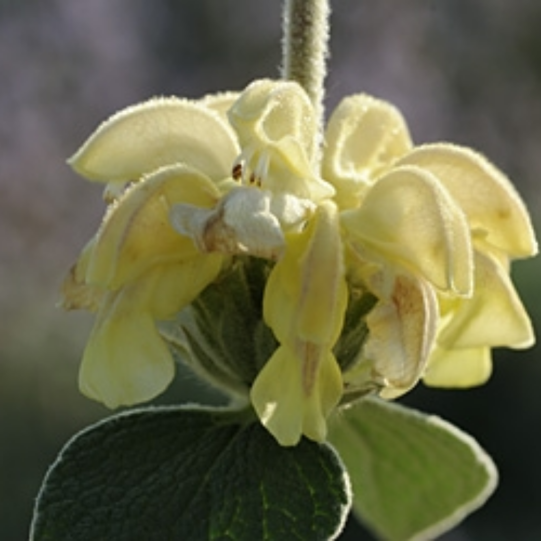 Phlomis ‘Le Chat’