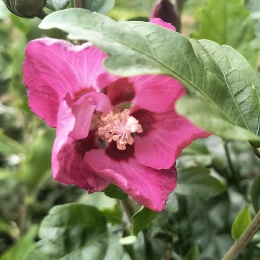 Hibiscus syriacus "Woodbridge" - Rose