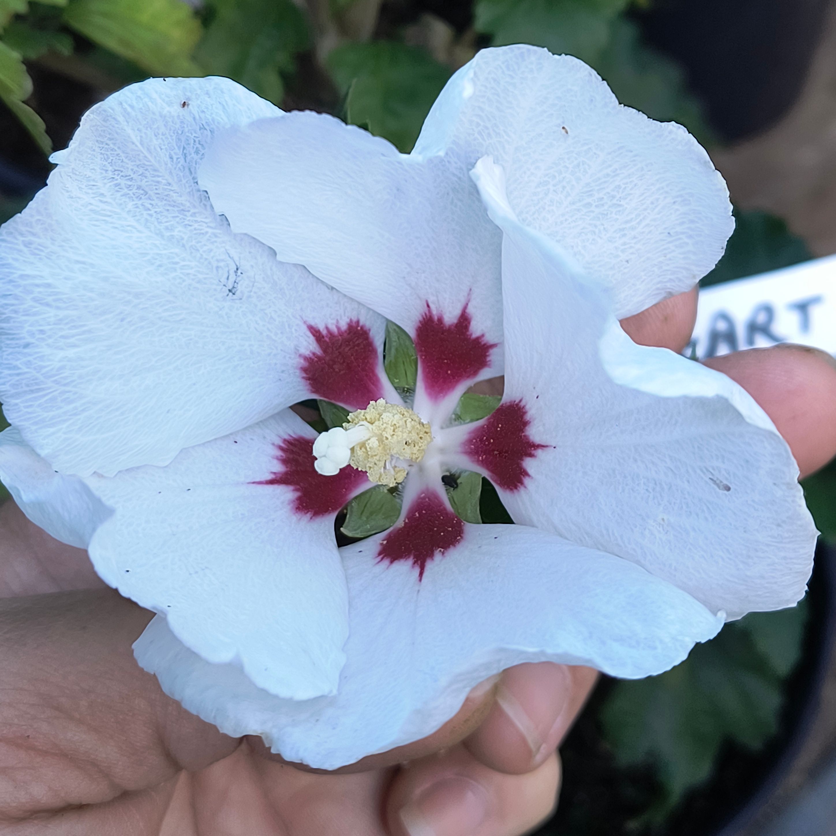 Hibiscus syriacus "Red Heart" - Blanc