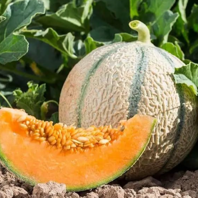 Melon - Ferme de Larrue