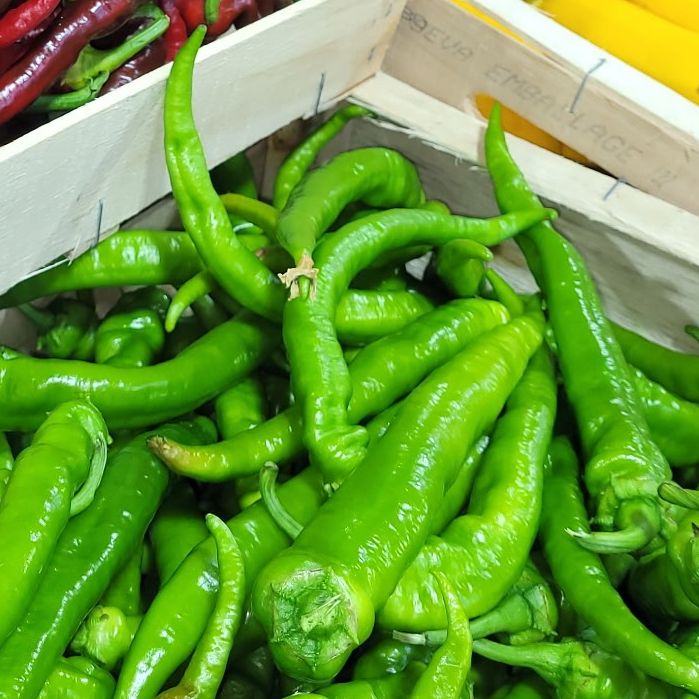 piment doux vert