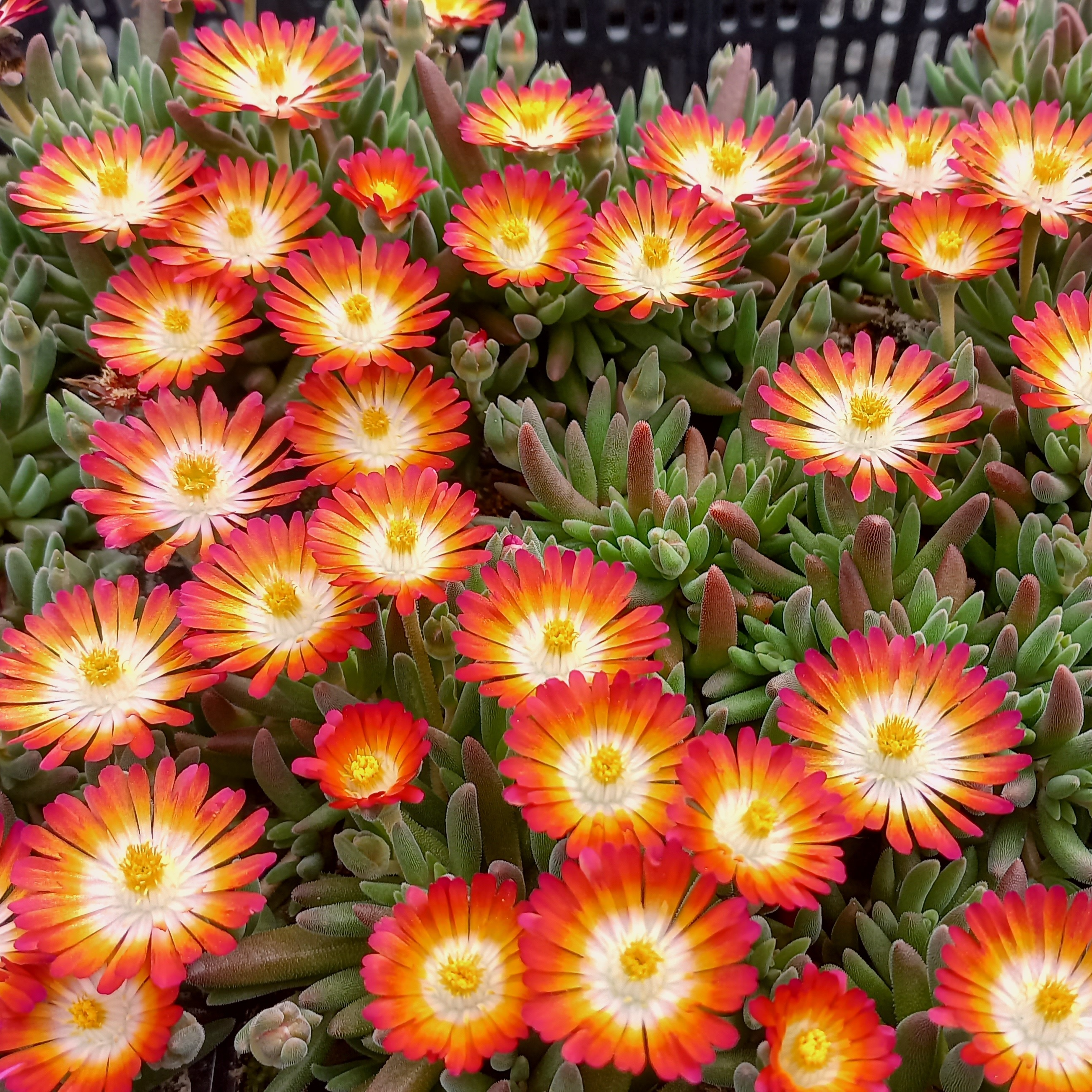 Delosperma Nubigenum en godet 8 cm
