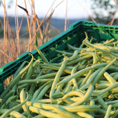 Haricot vert