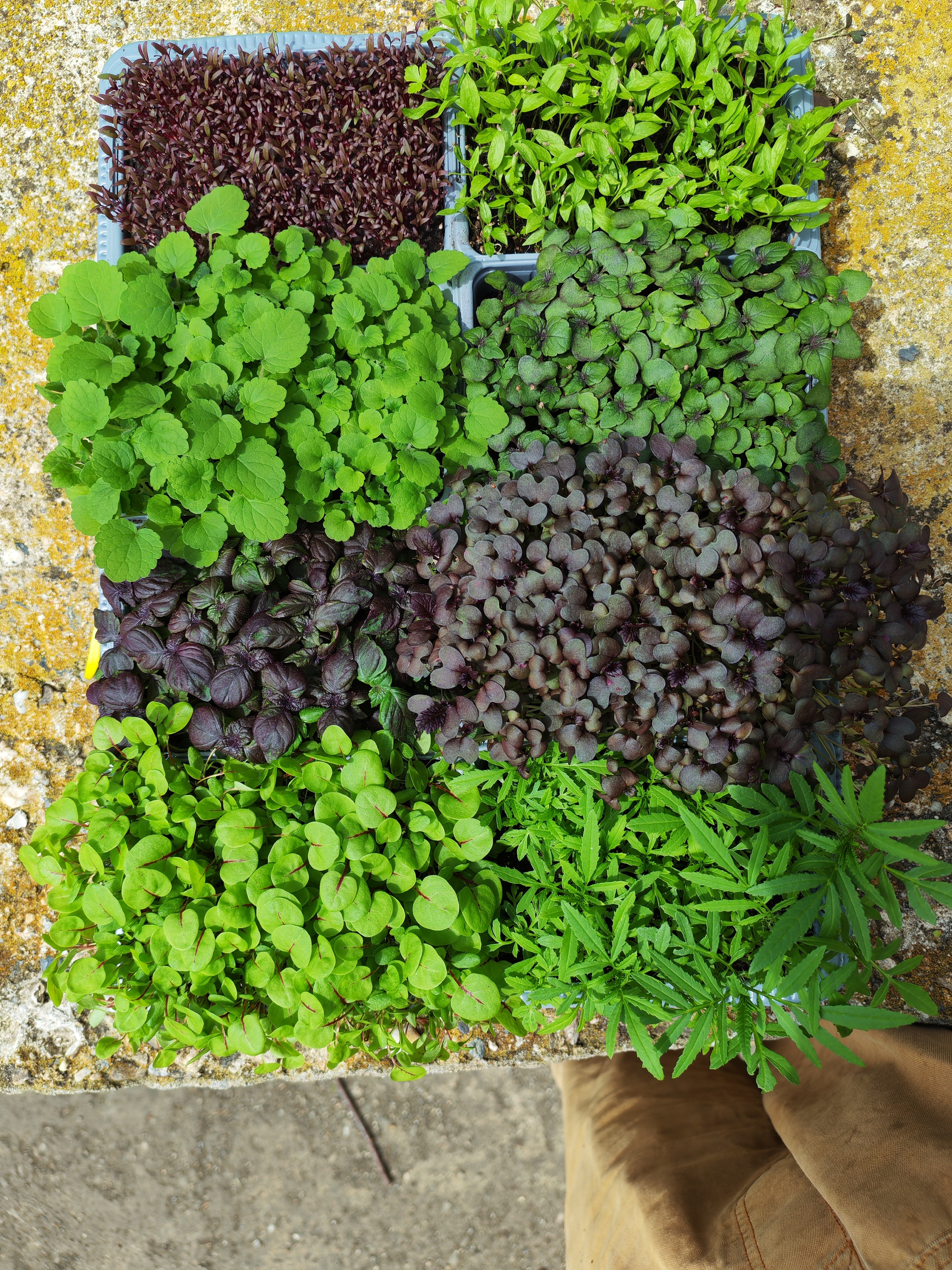 Plateau de 8 barquettes de pousses mixtes