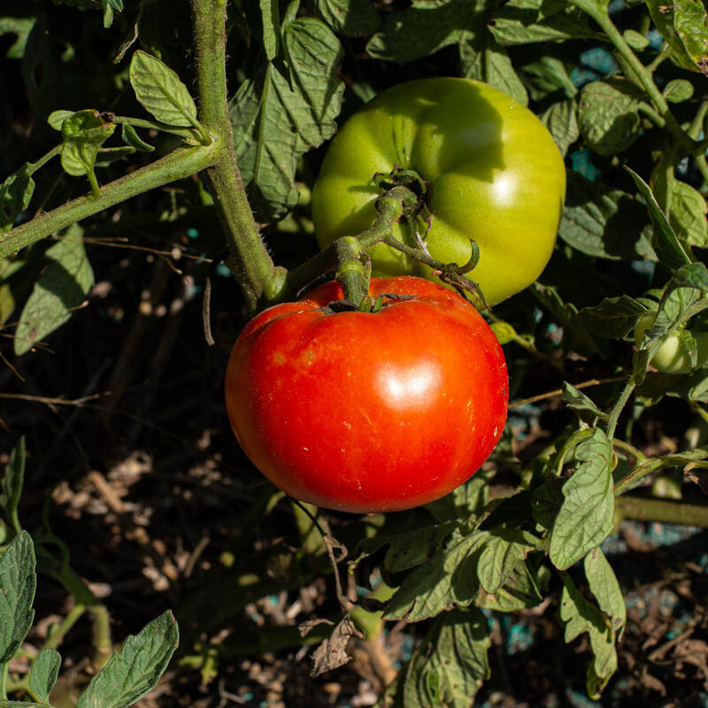 Plant de tomate Saint Pierre