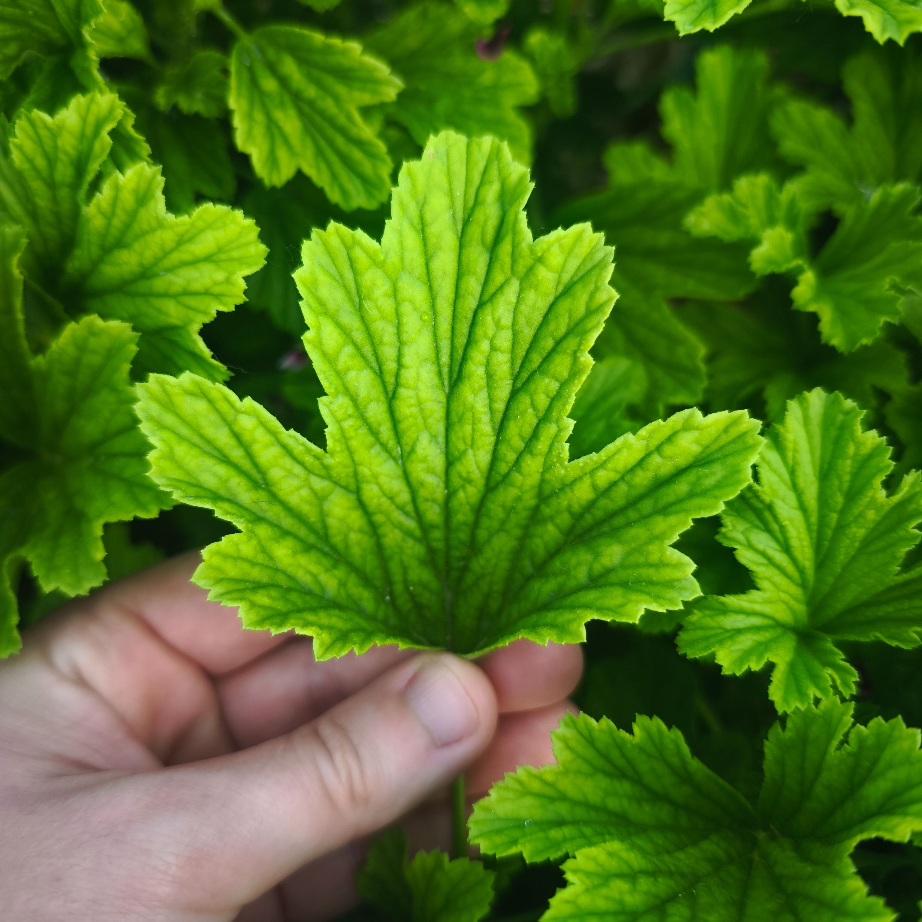 Géranium odorant orange (grandes feuilles)
