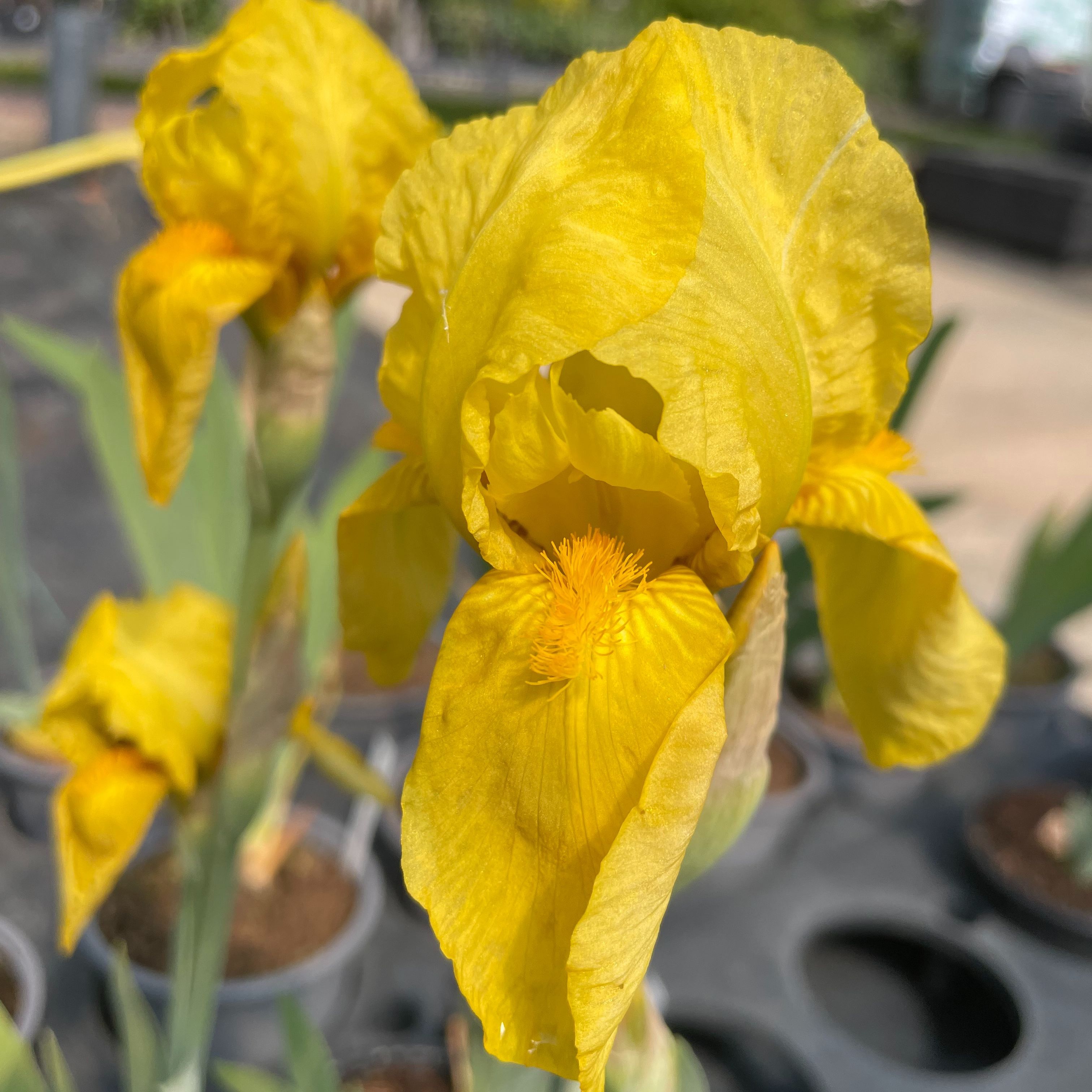 Iris germanica 'Golden Bow'