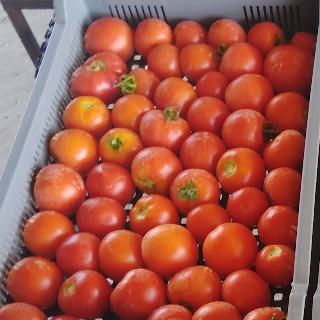 Tomate ronde