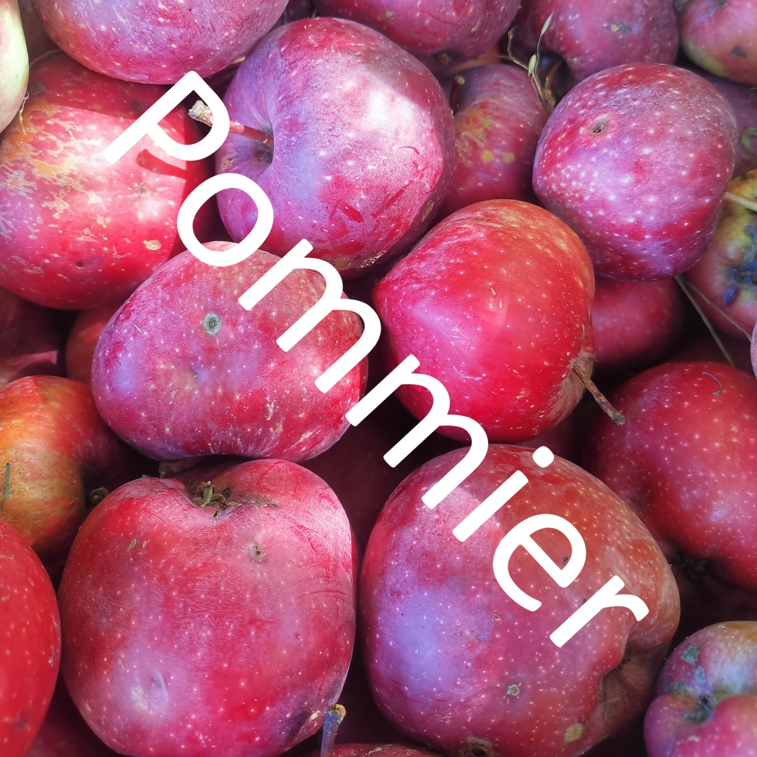 Belle fleur Jaune – MM111